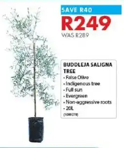 Chamberlain Buddleja saligna tree offer