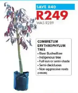 Chamberlain Combretum erythrophylum tree offer