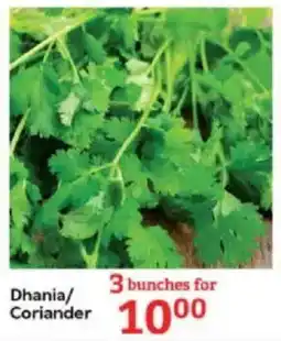 Dhania/ Coriander