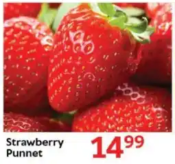 Oxford Freshmarket Strawberry Punnet offer