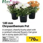 Builders Warehouse Flora 140mm Chrysanthemum Pot-Each offer