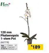 Builders Warehouse Flora 120mm Phalaenopsis 1 Stem Pot offer