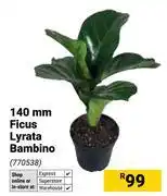Builders Warehouse 140mm Ficus Lyrata Bambino offer