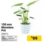 Builders Warehouse 150mm Monstera Pot offer