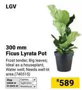 Builders Warehouse LGV 300mm Ficus Lyrata Pot offer