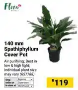 Builders Warehouse Flora 140mm Spathiphyllum Cover Pot offer