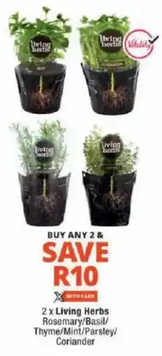 Checkers Living Herbs Rosemary/ Basil/ Thyme/ Mint/ Parsley/ Coriander offer