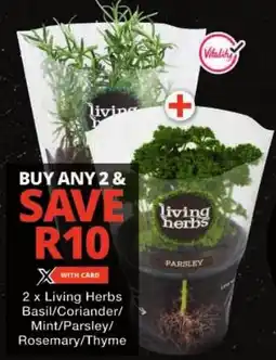 Checkers Living Herbs Basil/ Coriander/ Mint/ Parsley/ Rosemary/ Thyme offer