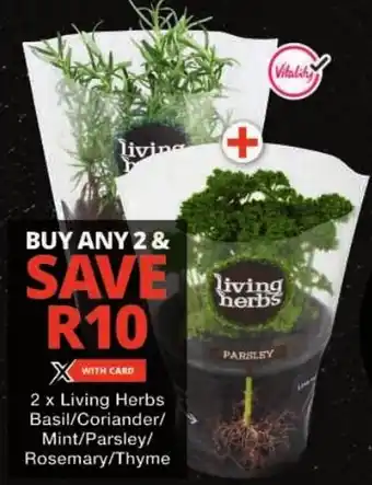 Checkers Living Herbs Basil/ Coriander/ Mint/ Parsley/ Rosemary/ Thyme offer