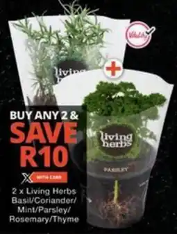 Checkers Hyper Living Herbs Basil/ Coriander/ Mint/ Parsley/ Rosemary/ Thyme offer