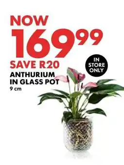 Woolworths Anthurium in Glass Pot offer