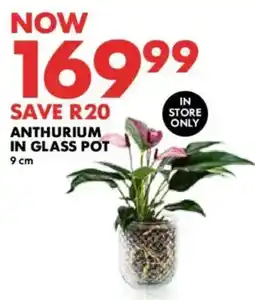 Woolworths Anthurium in glass pot offer