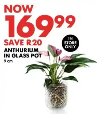 Woolworths Anthurium in glass pot offer