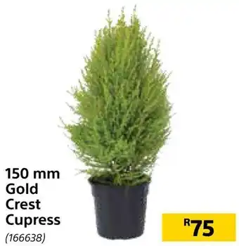 Builders Warehouse Gold Crest Cupress 150mm offer