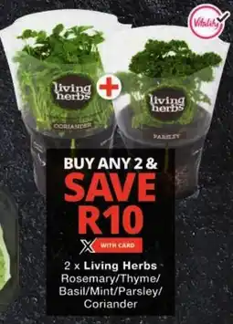 Checkers Living Herbs Rosemary/ Thyme/ Basil/ Mint/ Parsley/ Coriander offer