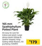 165mm Spathiphyllum Potted Plant