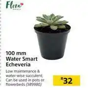Builders Warehouse Flora 100mm Water Smart Echeveria offer