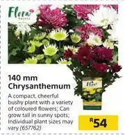 Builders Warehouse Flora 140mm Chrysanthemum offer