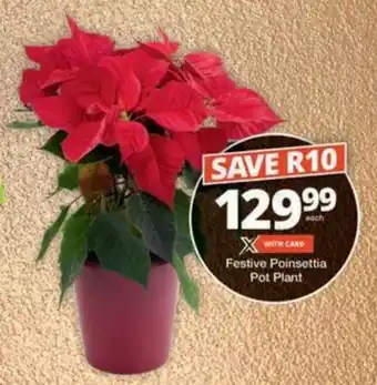 Checkers Hyper Festive Poinsettia Pot Plant offer