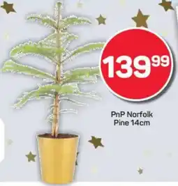 Pick n Pay PnP Norfolk Pine offer