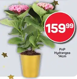 Pick n Pay Hypermarket PnP Hydrangea offer