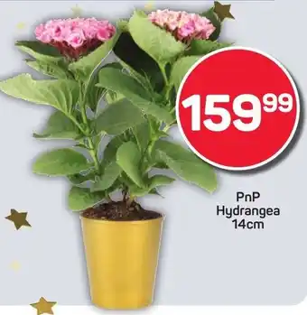 Pick n Pay Hypermarket PnP Hydrangea offer