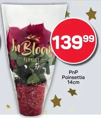 Pick n Pay Hypermarket PnP Poinsettia offer