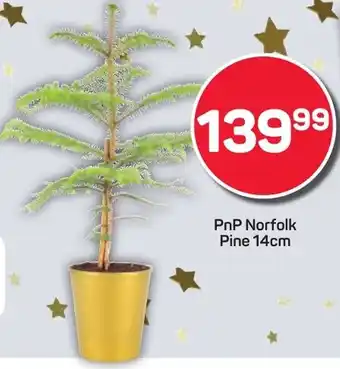 Pick n Pay Hypermarket PnP Norfolk Pine offer