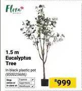 Builders Warehouse Flora 1.5m Eucalyptus Tree 850025686 offer