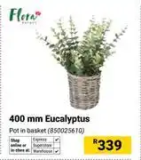 Builders Warehouse Flora 400mm Eucalyptus 850025610 offer