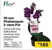 Builders Warehouse Flora 90mm Phalaenopsis 2-Stem Pot 715957 offer