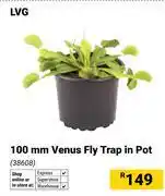 Builders Warehouse LVG 100mm Venus Fly Trap In Pot 38608 offer