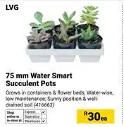 Builders Warehouse LVG 75mm Water Smart Succulent Pots 416663-Each offer