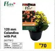 Builders Warehouse Flora 120mm Calandiva With Pot 657761 offer