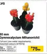 Builders Warehouse LVG 80mm Gymnocalycium Mihanovichii 479974-Each offer