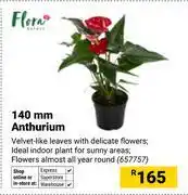 Builders Warehouse Flora 140mm Anthurium 657757 offer