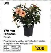 Builders Warehouse LVG 170mm Hibiscus Bush 650544 offer