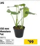 Builders Warehouse LVG 150mm Monstera Pot offer