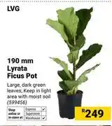 Builders Warehouse LVG 190mm Lyrata Ficus Pot 599456 offer