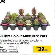 Builders Warehouse LVG 90mm Colour Succulent Pots 477654-Each offer