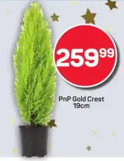 Pick n Pay PnP Gold Crest offer