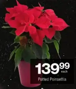Checkers Potted Poinsettia offer