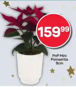 Pick n Pay PnP Mini Poinsettia 9cm offer