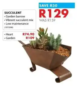 Chamberlain Succulent offer