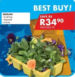 Chamberlain Seedling offer