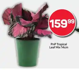 Pick n Pay Hypermarket PnP Tropical Leaf Mix offer