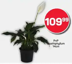 Pick n Pay Hypermarket PnP Spathiphyllum offer