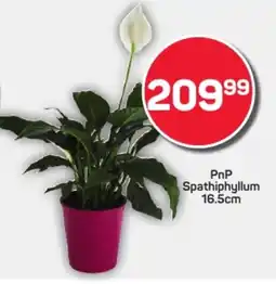 Pick n Pay Hypermarket PnP Spathiphyllum offer