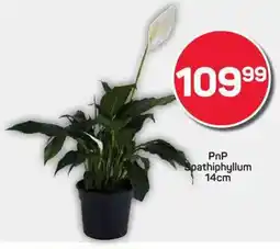 Pick n Pay PnP Spathiphyllum offer