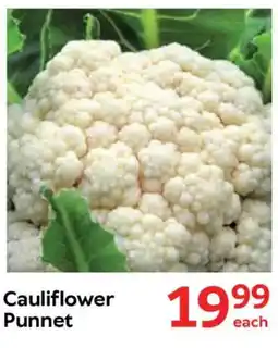 Oxford Freshmarket Cauliflower Punnet offer